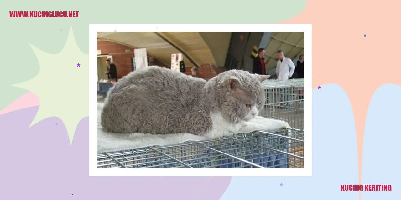 Kucing Keriting
