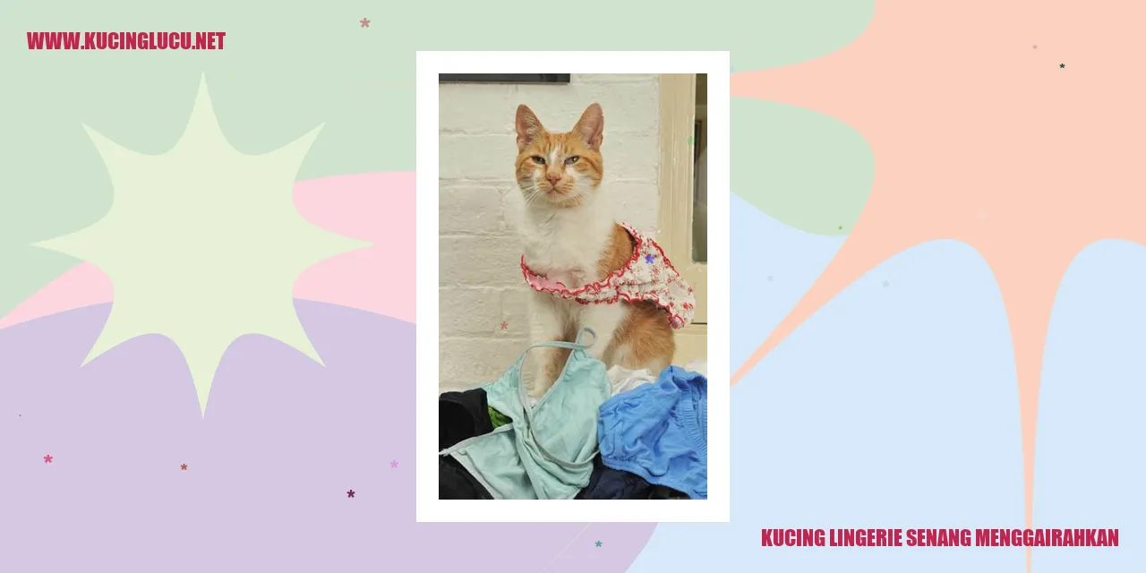 Kucing lingerie memberikan sensasi menarik