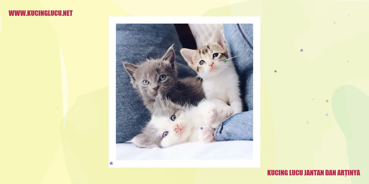 Perawatan Kesehatan Kucing Nama Kucing Jantan Lucu dan Artinya