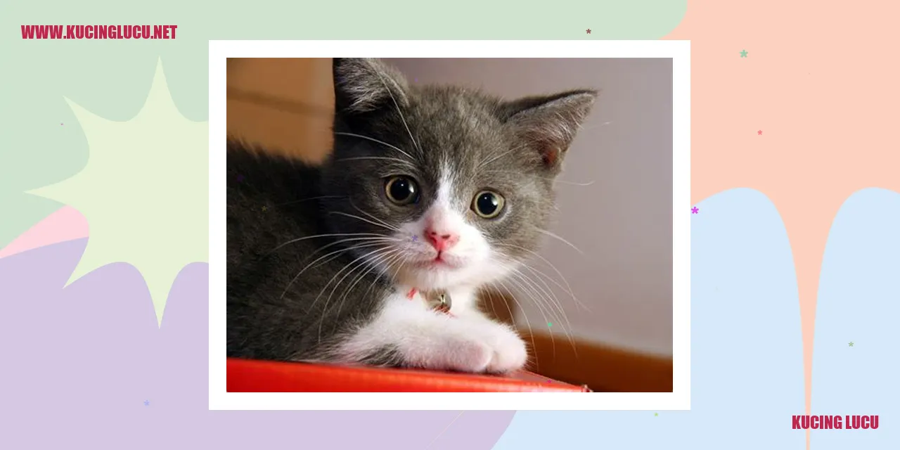 Kucing Lucu