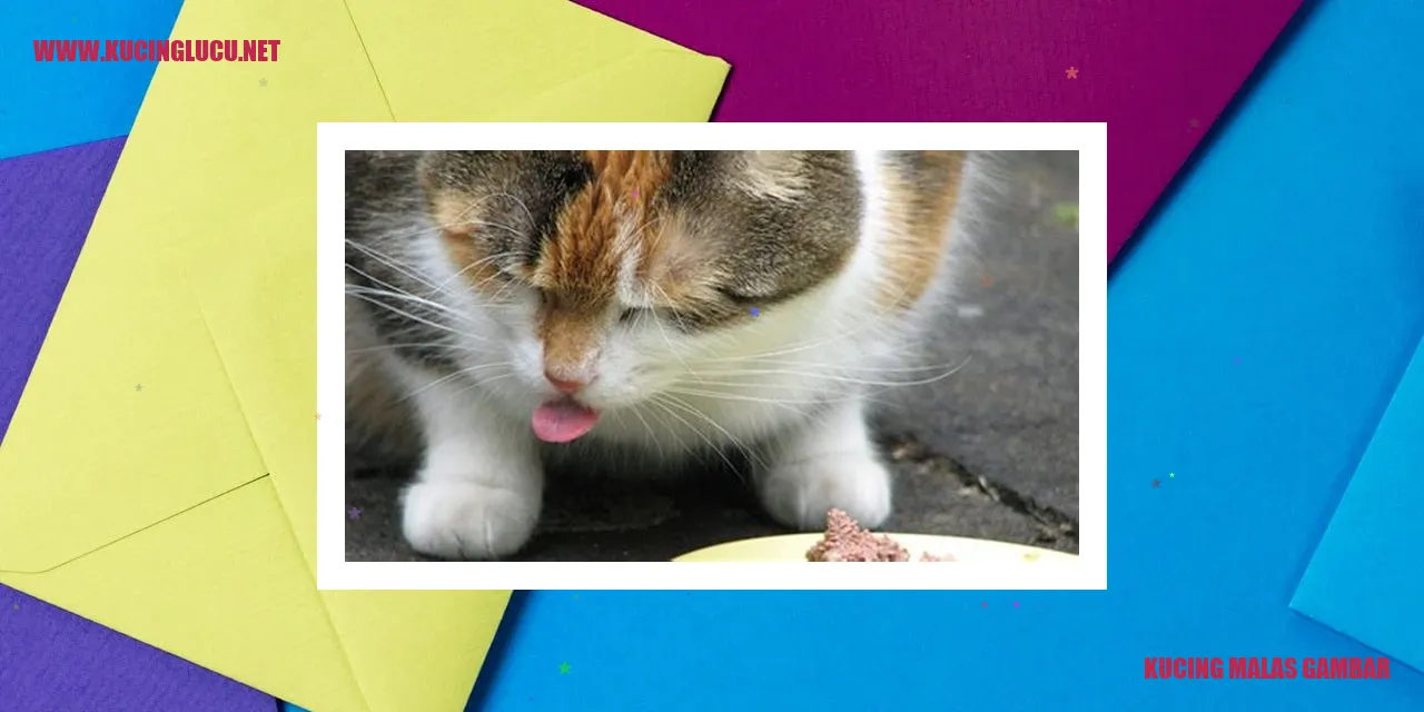 Gambar Kucing yang Pemalas