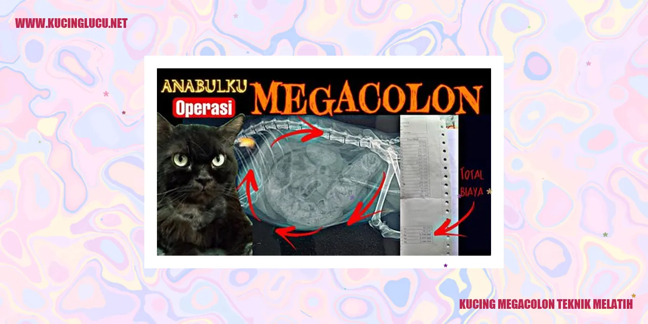 Gambar kucing megacolon