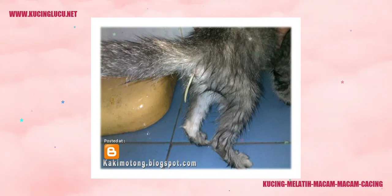 Melatih Kucing Menghadapi Permasalahan Cacing