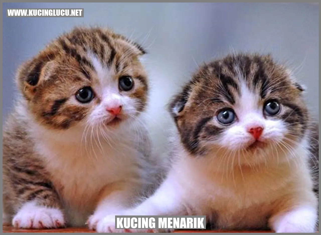 Keunikan Kucing sebagai Hewan Peliharaan