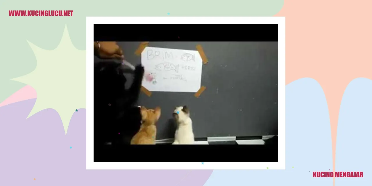 Teknik Melatih Kucing
