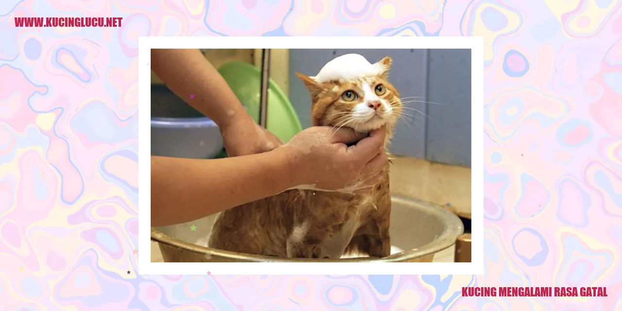 Kucing terkena rasa gatal
