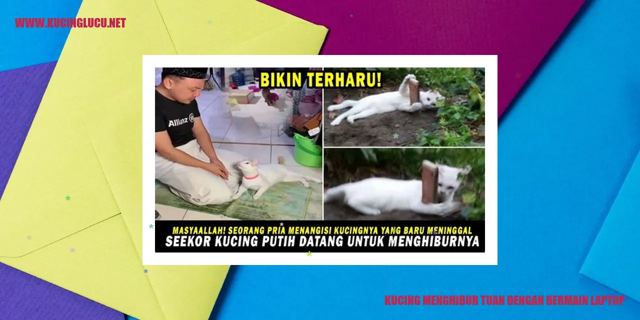 gambar kucing menghibur tuan