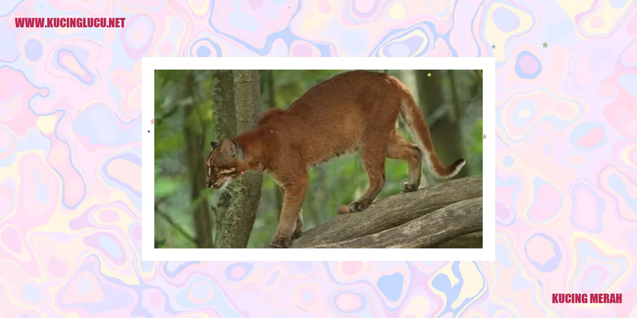 Karakteristik Fisik Kucing Merah