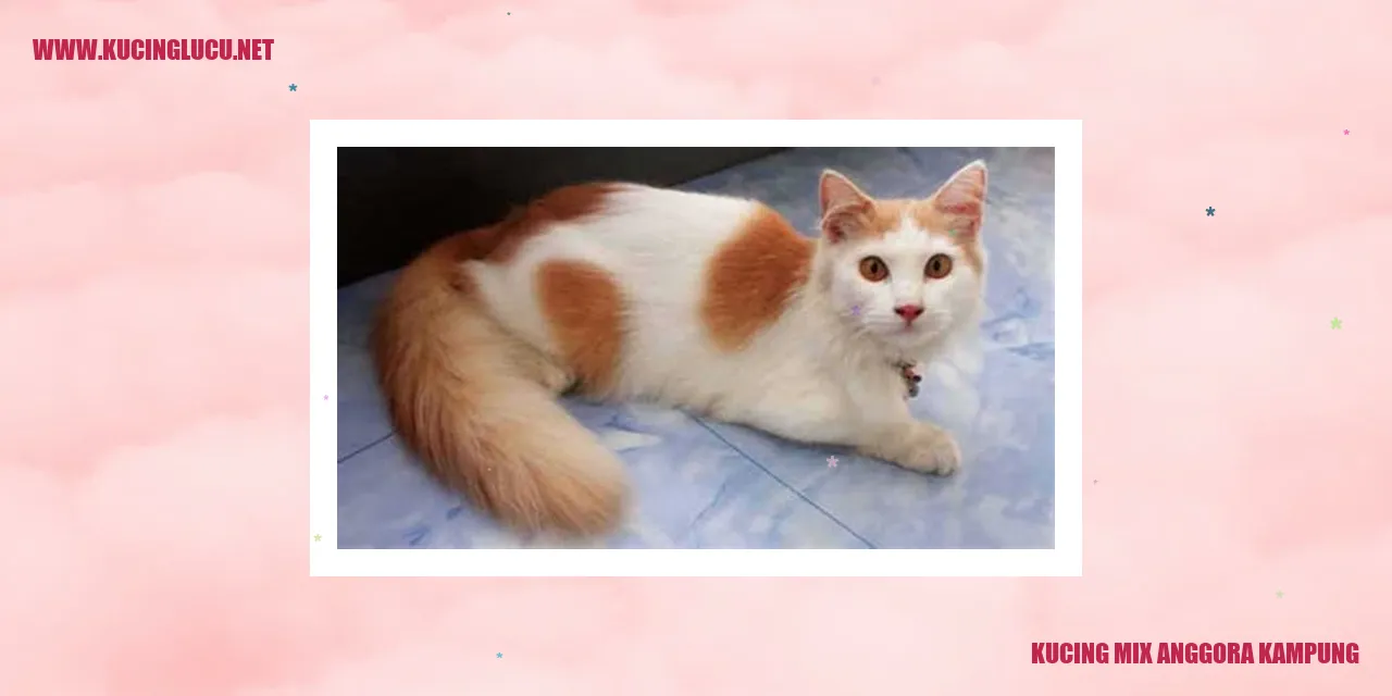 Kucing Mix Anggora Kampung