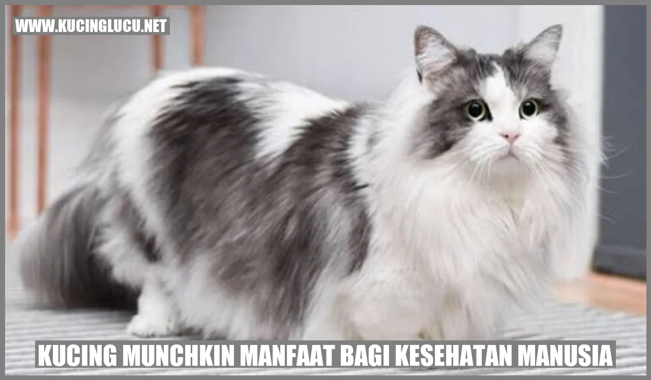 Manfaat Kucing Munchkin bagi Kesehatan Manusia