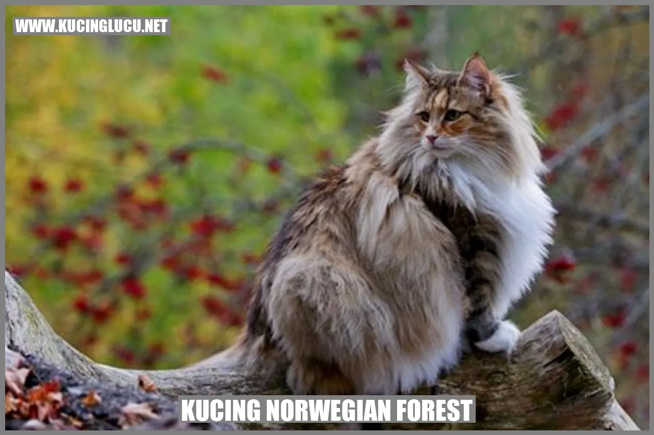 Gambar Kucing Norwegian Forest