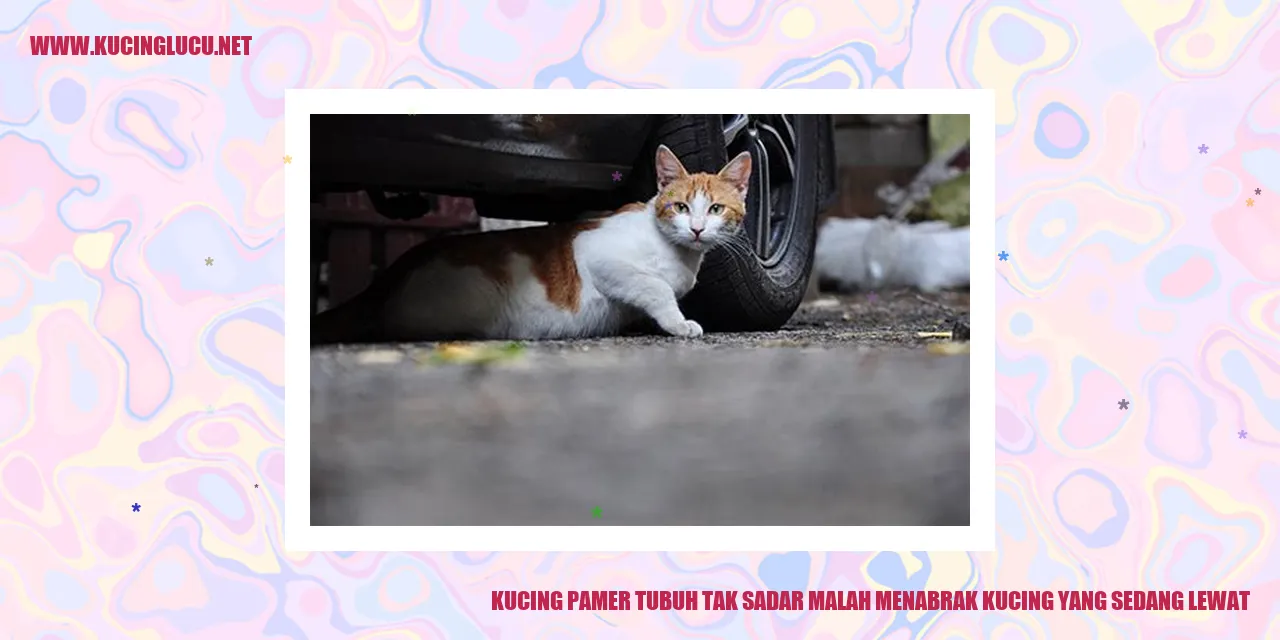 Gambar kucing