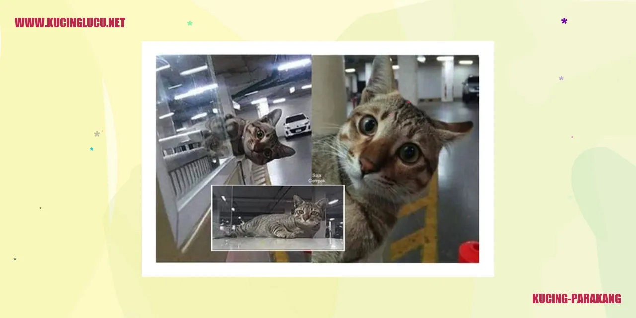 Gambar Kucing Parakang, Hewan Peliharaan yang Menggemaskan