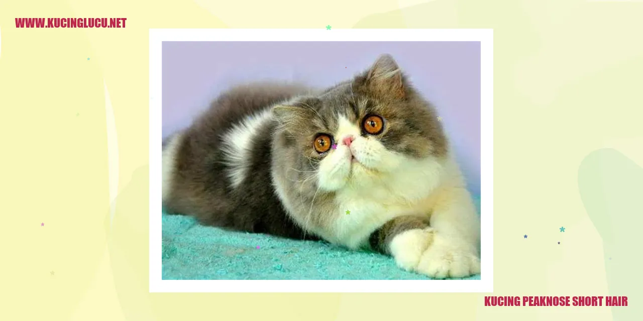 Foto Kucing Peaknose Short Hair