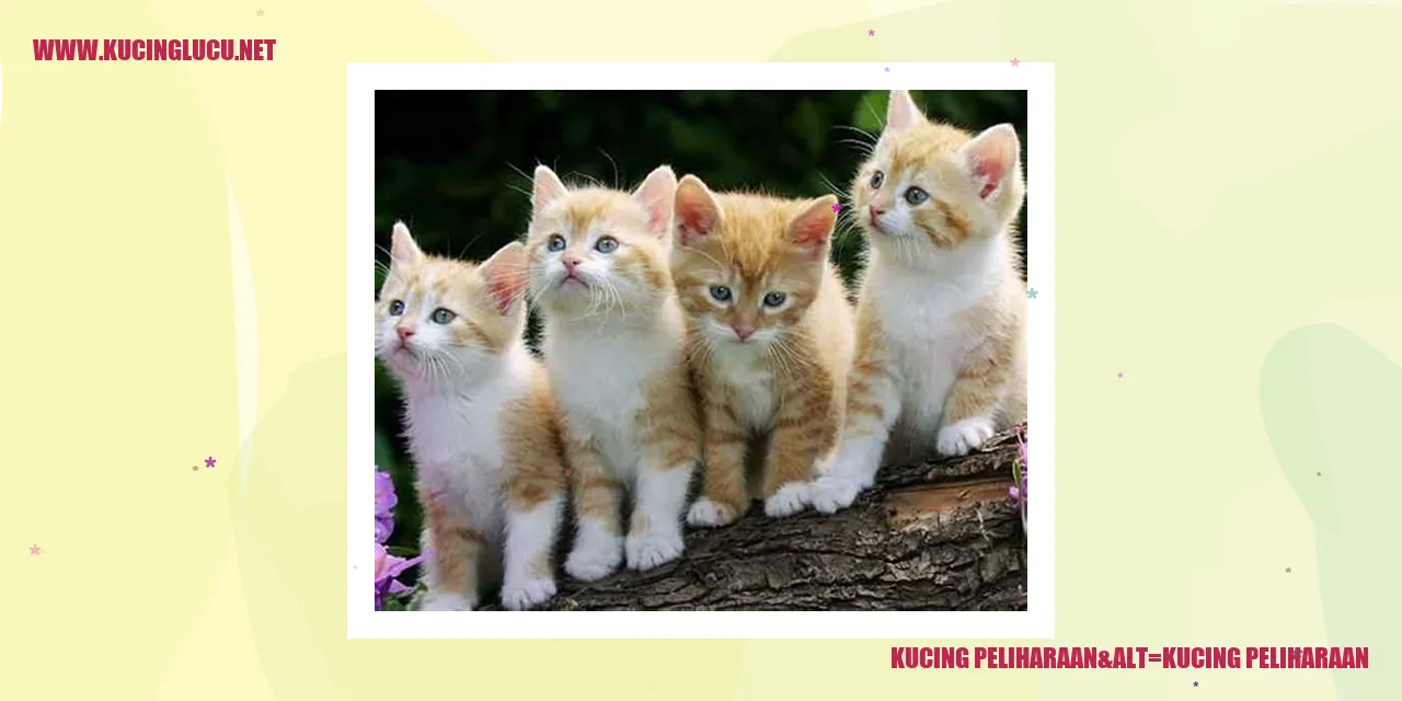 Kucing Peliharaan
