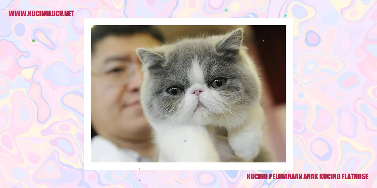 Kucing Peliharaan