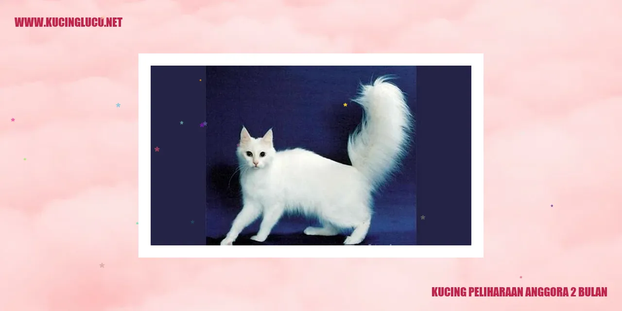 Kucing anggora usia 2 bulan