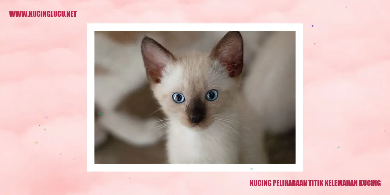 Kucing sebagai Hewan Peliharaan titik kelemahan kucing