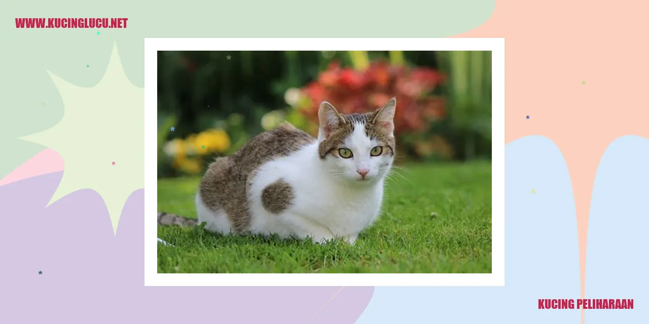 Kucing mimpi kucing peliharaan