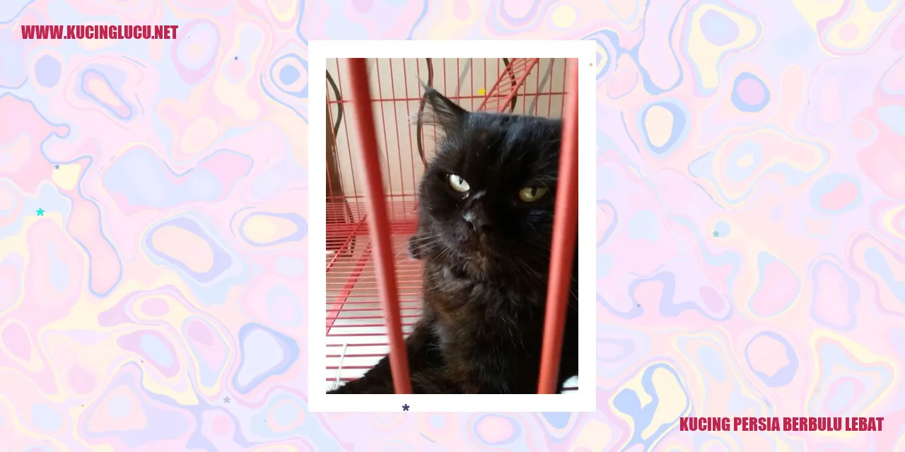 Kucing Persia Berbulu Lebat