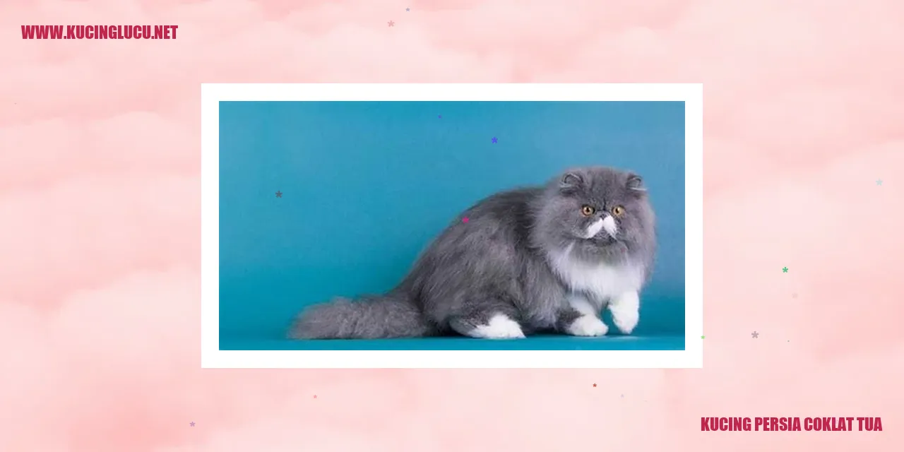 Potret Menawan Kucing Persia Coklat Tua