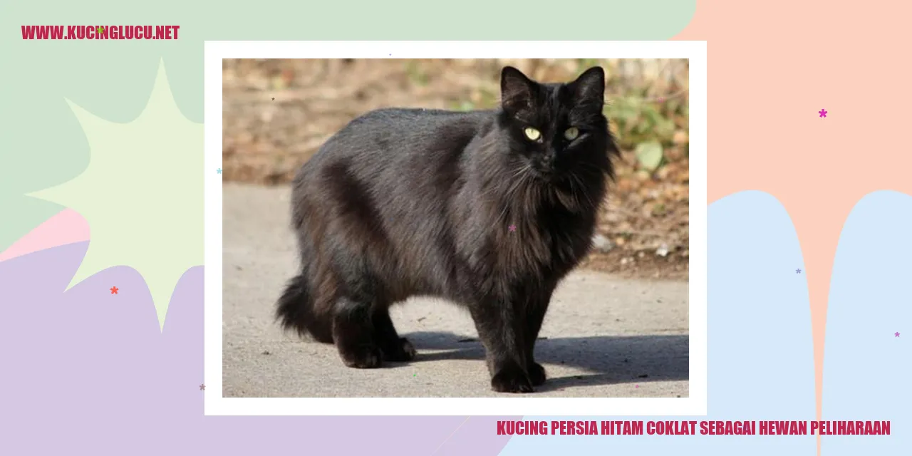 Kucing Persia Hitam Coklat