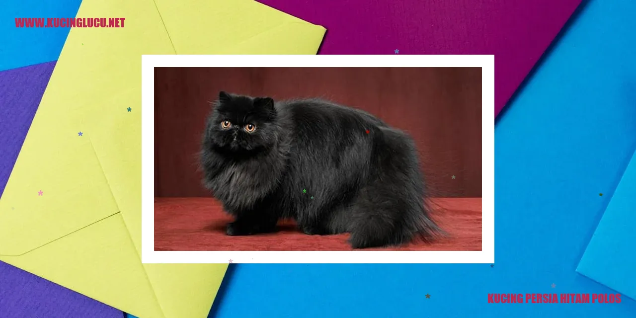Kucing Persia Hitam Polos
