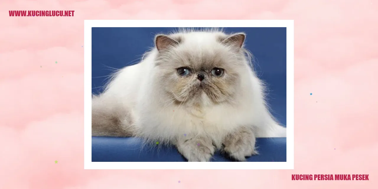 Gambar Kucing Persia Muka Pesek