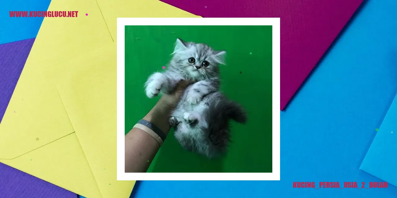 Foto Kucing Persia Usia 2 Bulan