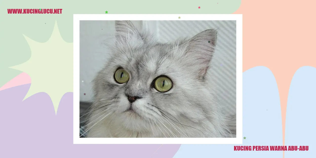 Kucing Persia Warna Abu-Abu