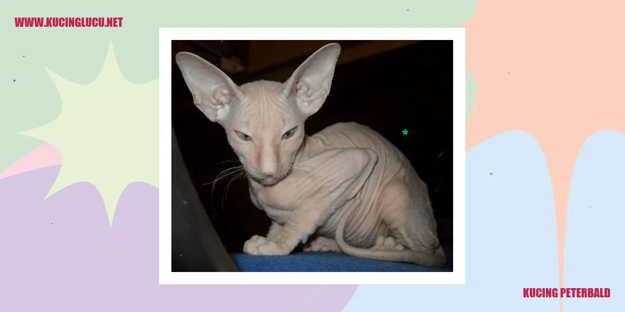 Kucing Peterbald