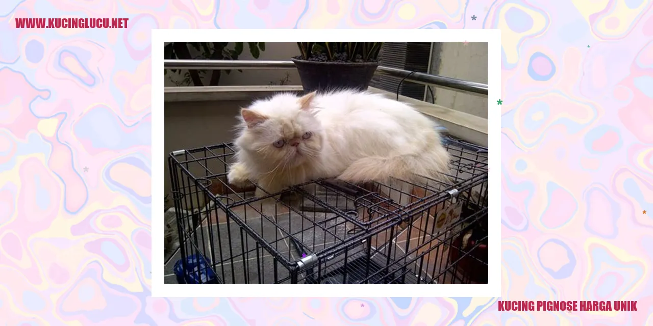Kucing Pignose
