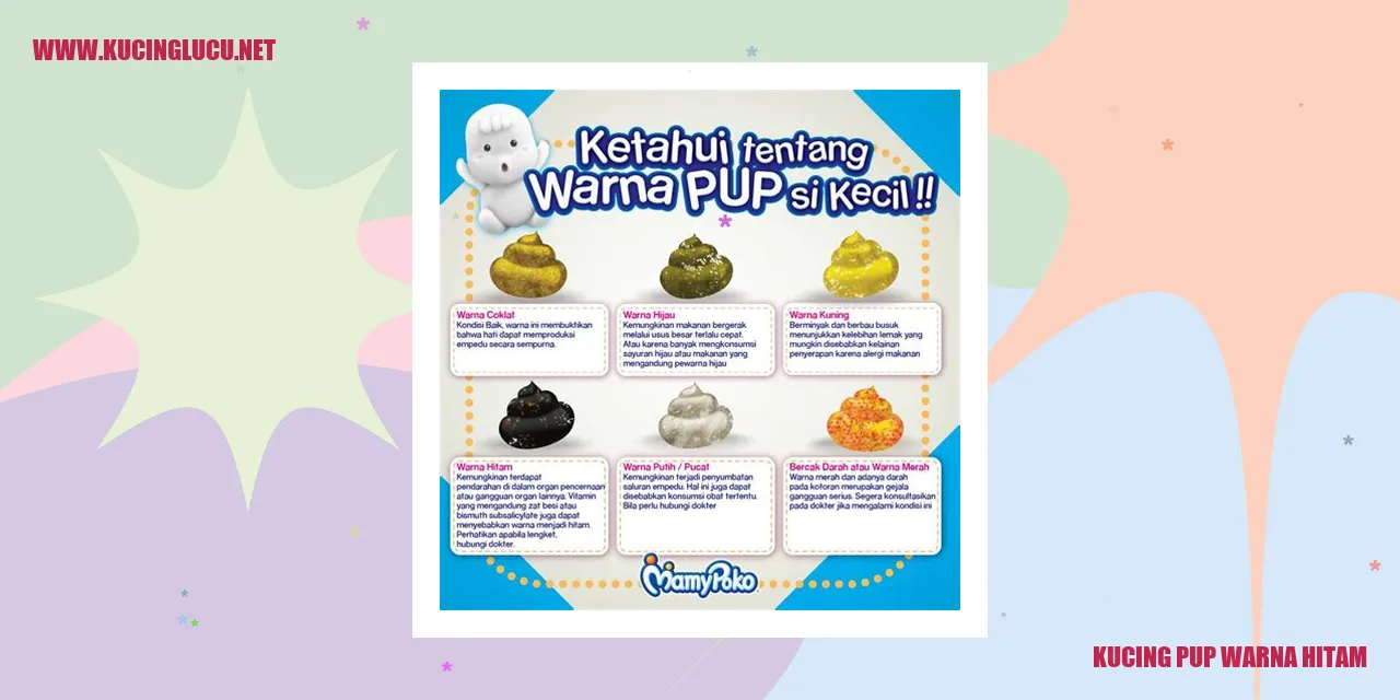 Kucing Pup Warna Hitam