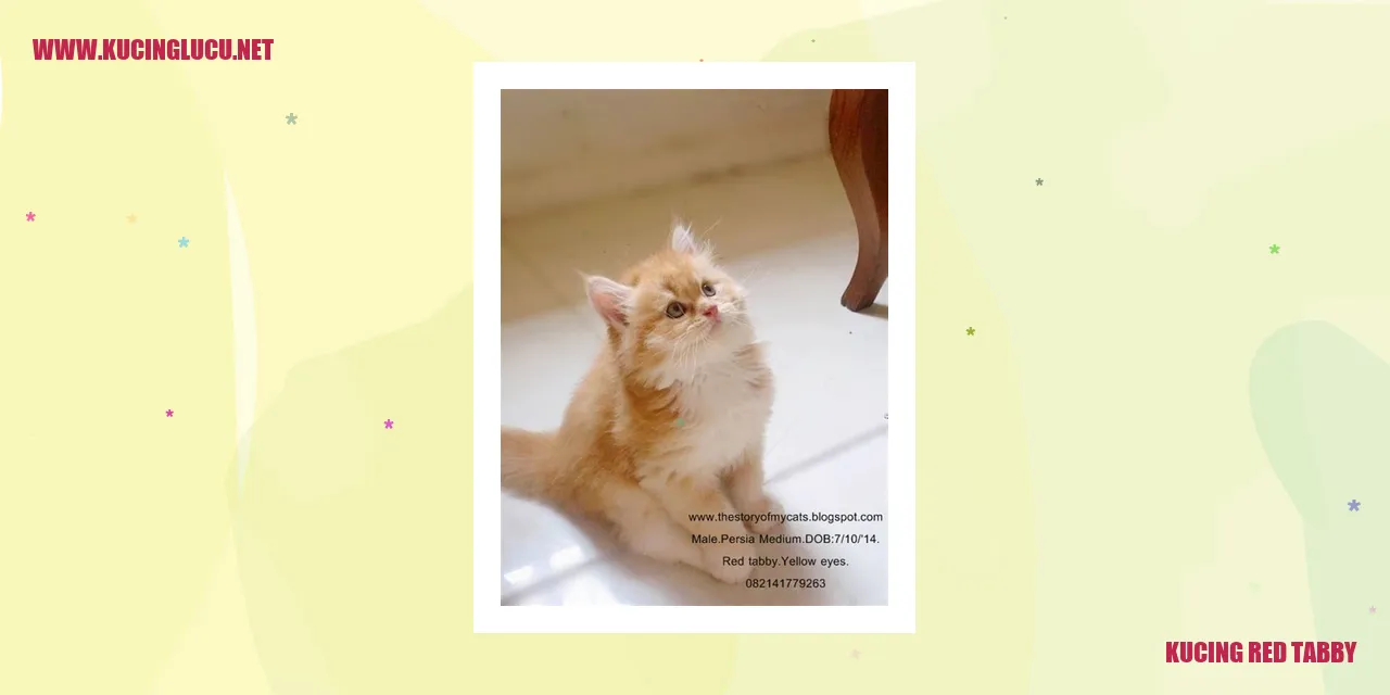 Kucing Red Tabby Terlihat Menggemaskan