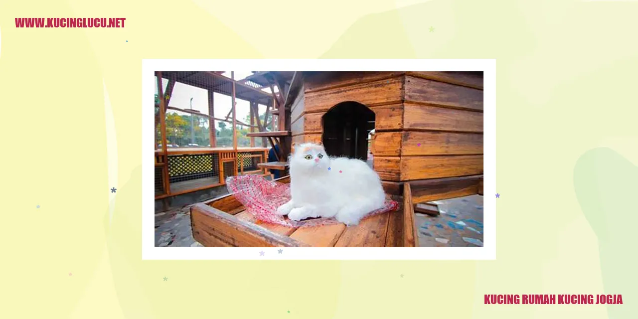 Kucing Rumah Kucing Jogja