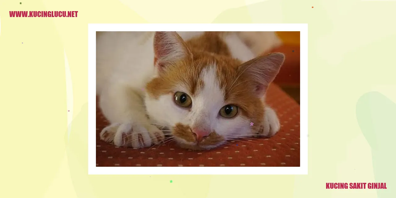 Mengapa Kucing Sering Terkena Ginjal