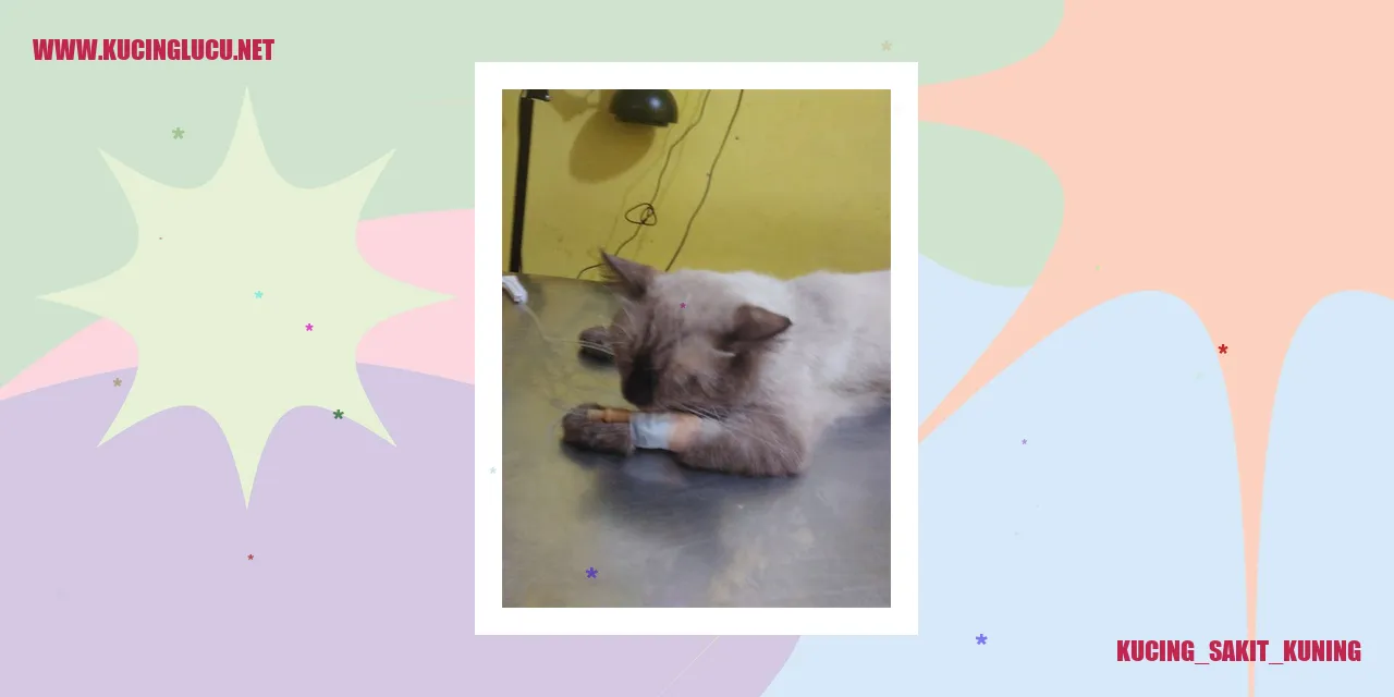 Kucing Sakit Kunyit