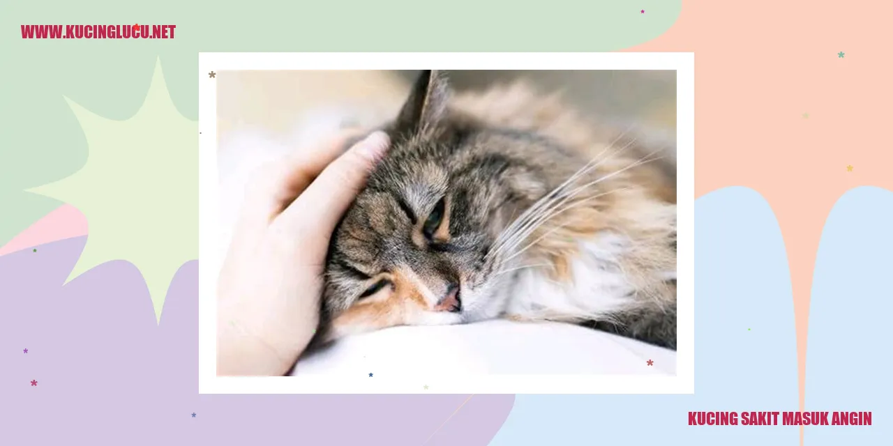 Ciri-ciri Kucing Ketika Mengalami Masuk Angin