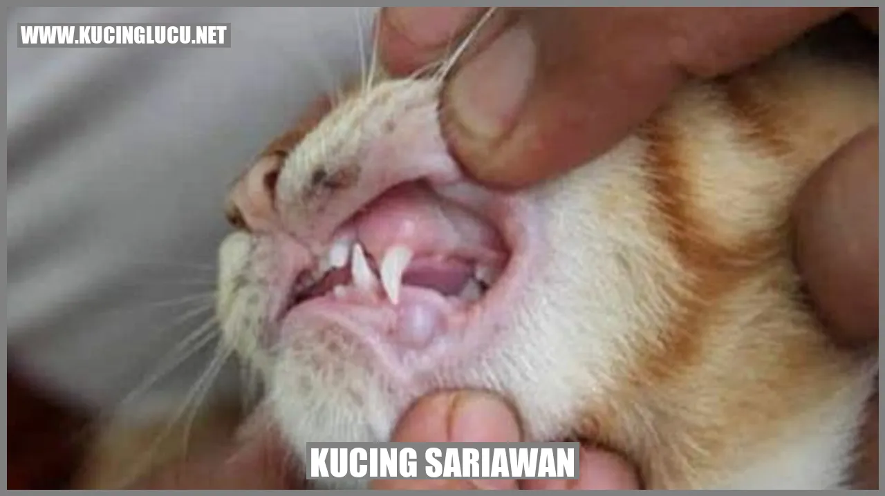 Gambar Kucing Sariawan