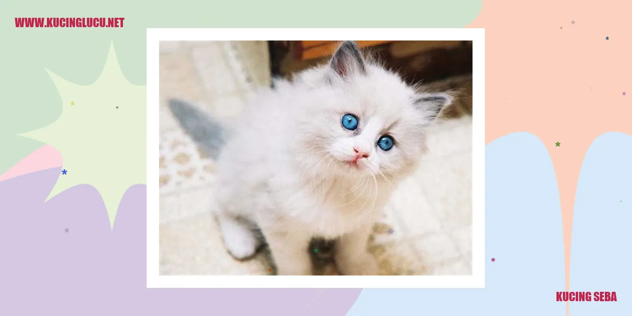 foto menggemaskan seekor kucing