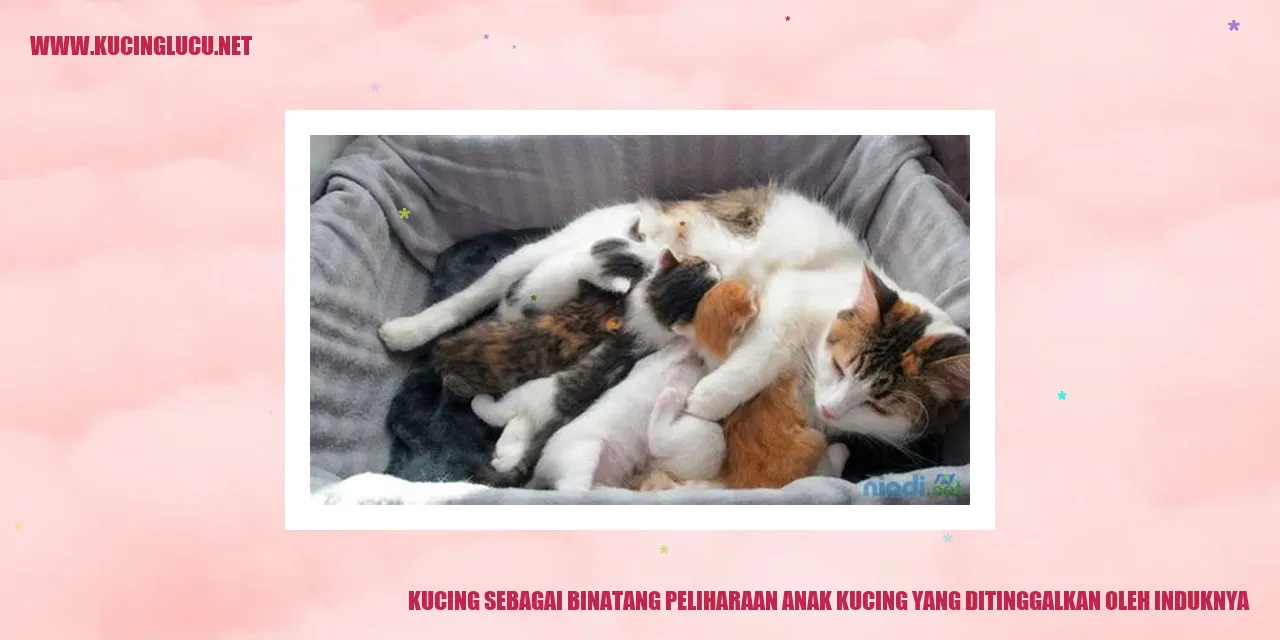 Kucing sebagai Binatang Peliharaan Anak Kucing yang Ditinggalkan oleh Induknya