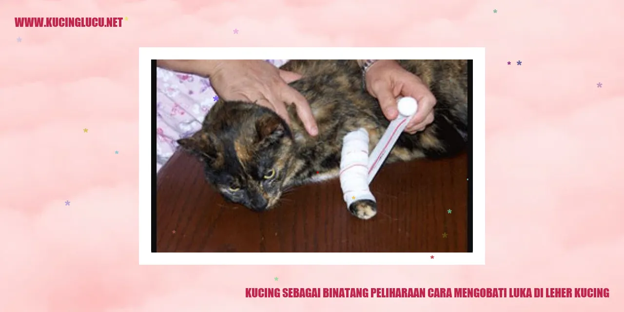 gambar kucing dengan luka di leher