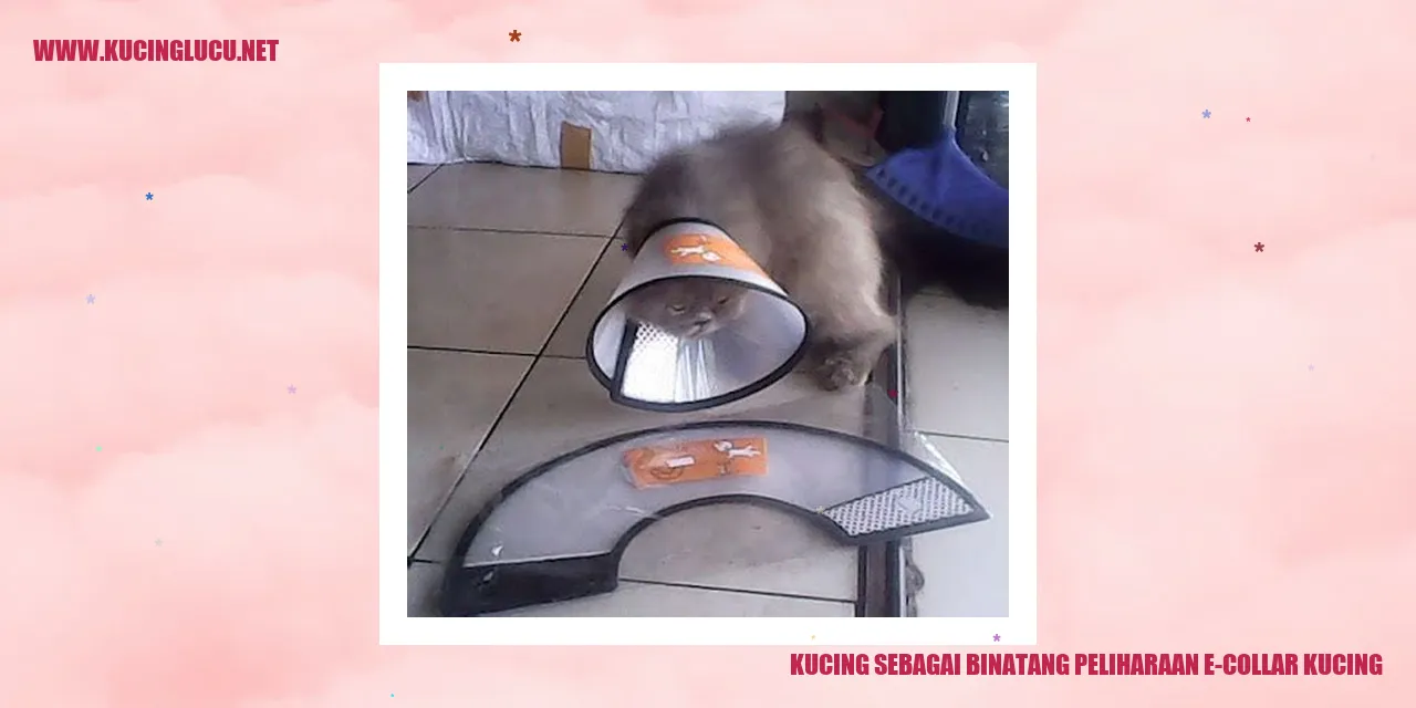 Kucing sebagai Binatang Peliharaan e-collar kucing
