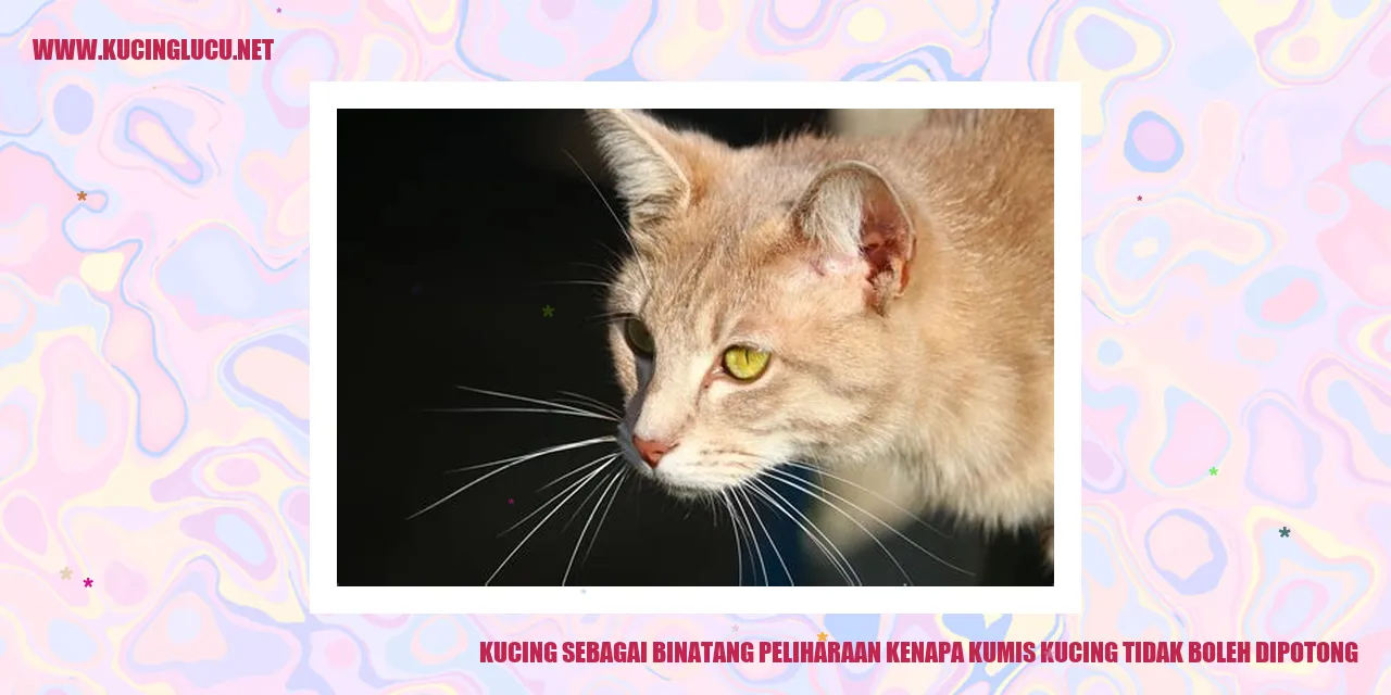 Gambar Kucing dengan Kumis