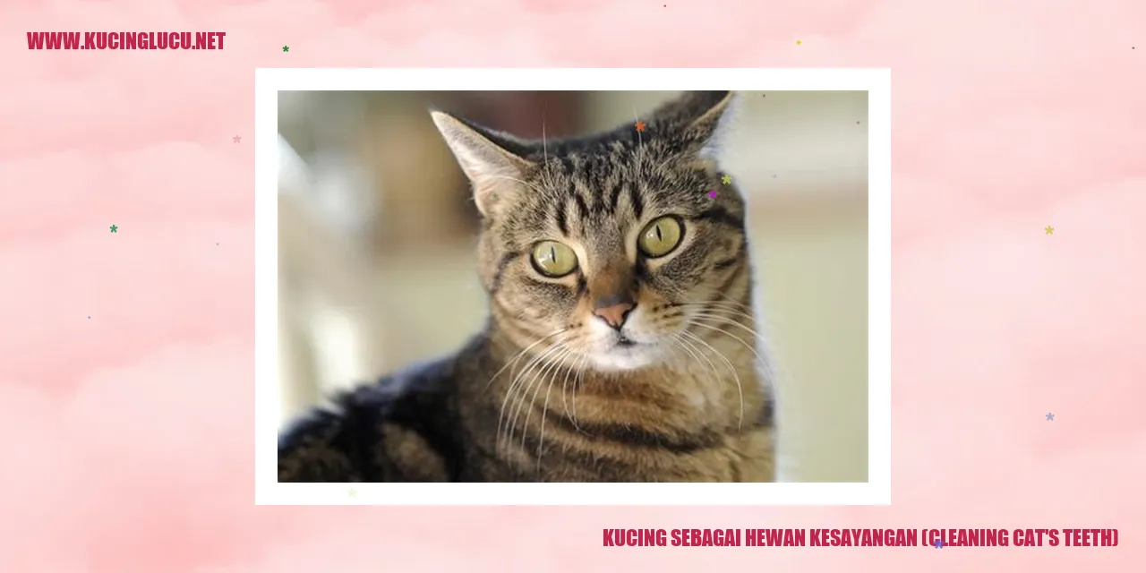 Kucing saat membersihkan gigi