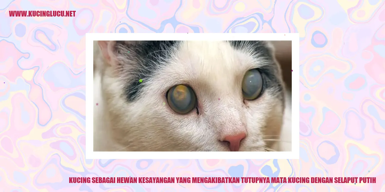 Gambar kucing
