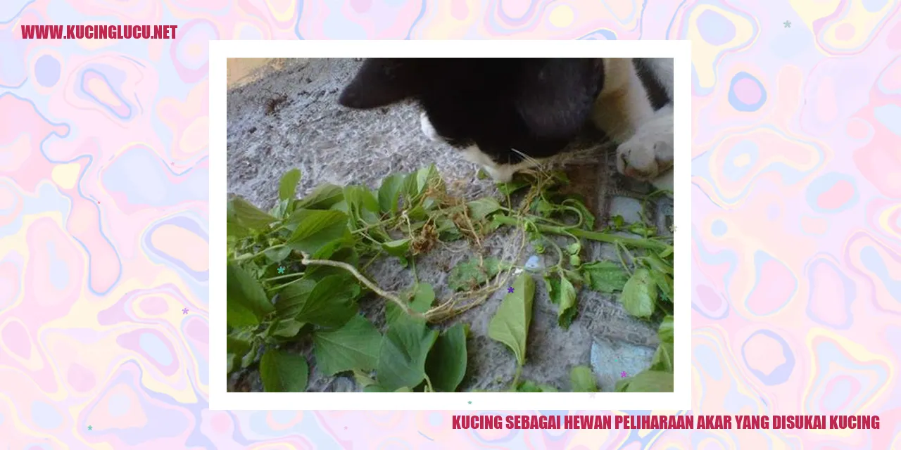 Kucing sedang bermain