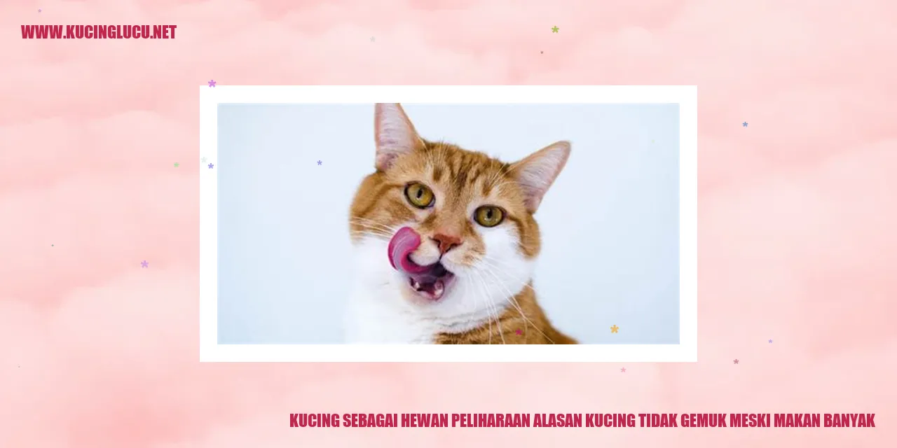Kucing sebagai Hewan Peliharaan kenapa kucing kurus padahal makan banyak