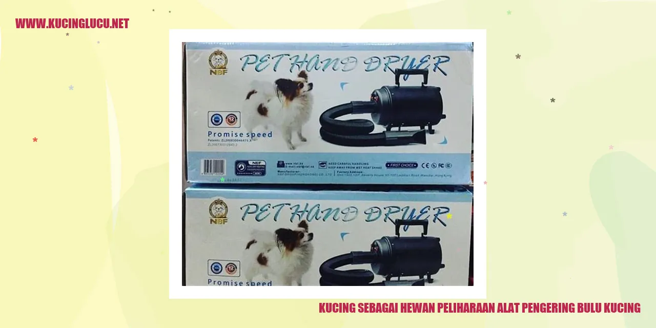 kucing dengan bulu yang kering
