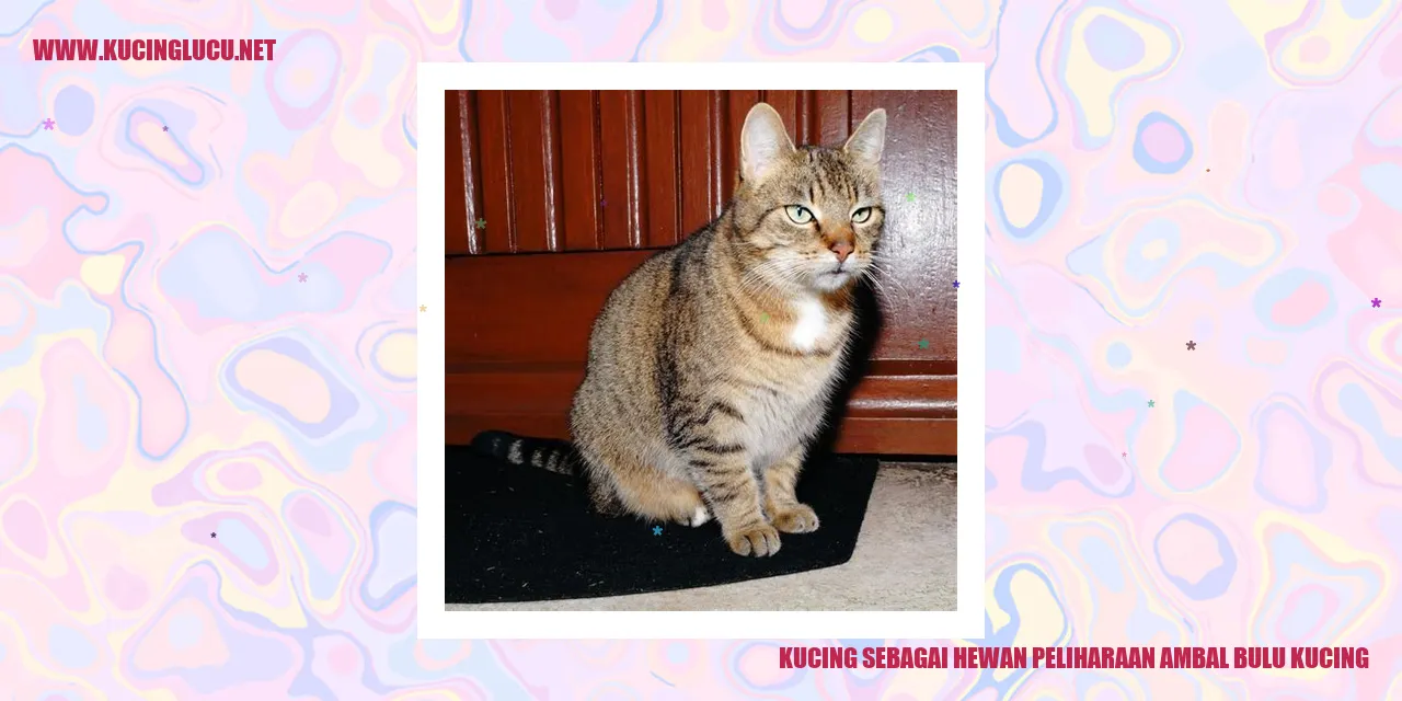 Pesona bulu menggemaskan kucing